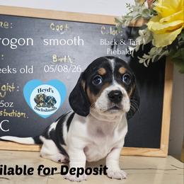 Drogon - Piebald male Dachshund puppy in Hoquiam, Washington from Heyd's Mini Dachshunds