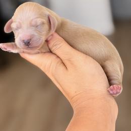Boy 1 - Cream male Dachshund puppy in Martinsville, Virginia from Ana’s Beautiful Doxies