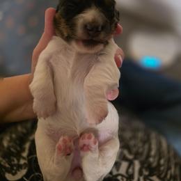 Wednesday - Piebald female Dachshund puppy in Oklahoma from Wilkinson’s Waggish Weiner Dogs