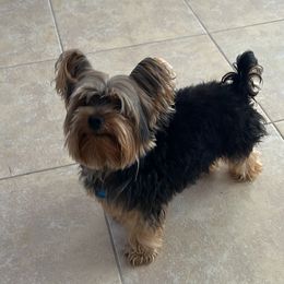 Max - Yorkshire Terrier