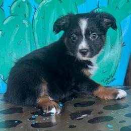 Black Tri male 1 - Black tri male Toy Australian Shepherd puppy in Hawley, Texas from Foxy’s Dachshunds & Toy Aussies
