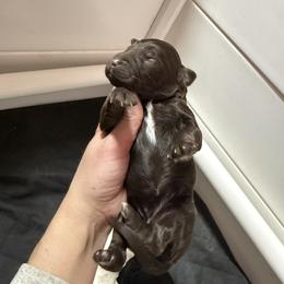 Cindy - Chocolate female Goldendoodle puppy in Rome, Georgia from Victoria’s Designer Doodles