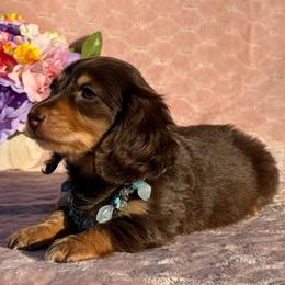 Larry - Chocolate and tan male Dachshund puppy in Lincoln, Arkansas from Red Dirt Dachshunds