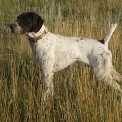 German Wirehaired Pointer Puppies from Backwoods Kennels