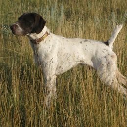 German Wirehaired Pointer Puppies from Backwoods Kennels