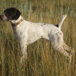 German Wirehaired Pointer Puppies from Backwoods Kennels