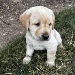 Green Collar Boy - Yellow male Labrador Retriever puppy in Colorado Springs, Colorado from Front Range Labradors LLC