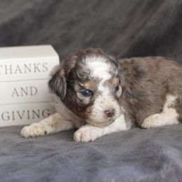 Maple - Blue merle female Aussiedoodle puppy in Loretto, Tennessee from K Kountry Farm
