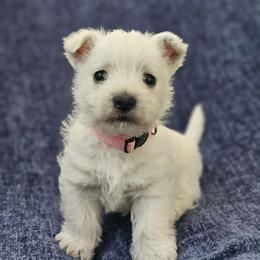 Wonder- Pink Collar - White female West Highland White Terrier puppy in Toronto, Ohio from Shekinah’s Mi-Kis & Cricket Hill’s Westies