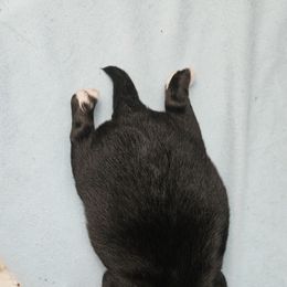 Chihuahua Puppies from Chihuahua Long Coats