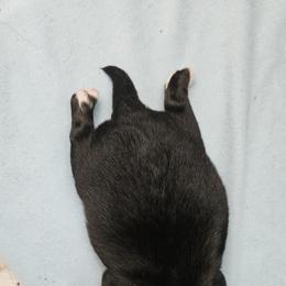 Chihuahua Puppies from Chihuahua Long Coats