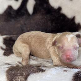 Boy 4 - Brown and white male Aussiedoodle puppy in Mtn Rest, South Carolina from Stocktons Doxies & Poodles
