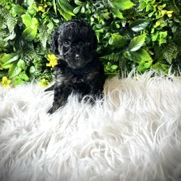 Theodore - Black and tan male Havapoo puppy in from Pink Poodles and Doodles