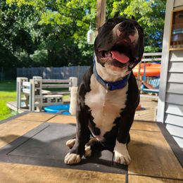 American Bully Puppies from Blue Fury