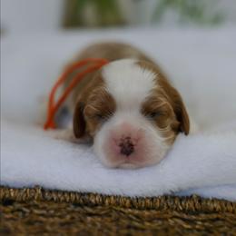 Kimba - Blenheim female Cavalier King Charles Spaniel puppy in New Holland, Pennsylvania from Mountain Breeze Puppies