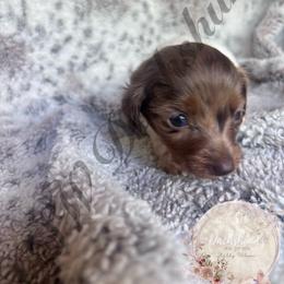 Stripe - Piebald male Dachshund puppy in Lufkin, Texas from CSW Dachshunds