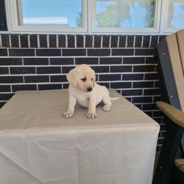 Giggles - Yellow female Labrador Retriever puppy in Woodburn, Indiana from Marlene's Labrador Retrievers