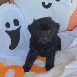 Vader - Black male Schnoodle puppy in Hickory, North Carolina from Selene's Schnauzers