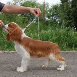 Cavalier King Charles Spaniels from Constantin Pups