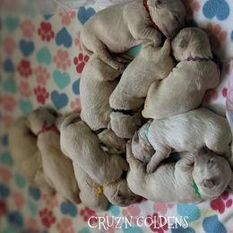 Golden Retriever Puppies from Cruz'n Golden Retrievers