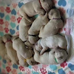 Golden Retriever Puppies from Cruz'n Golden Retrievers
