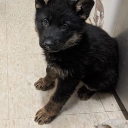 German Shepherd Puppies from Valley Shepherds LLC