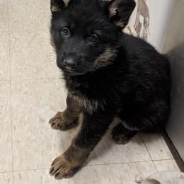 German Shepherd Puppies from Valley Shepherds LLC