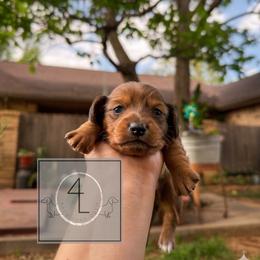Flint - Wheaten male Dachshund puppy in Erick, Oklahoma from 4-L Backyard Dach