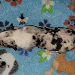 Ginger - Blue merle female Border Collie puppy in Morgan, Texas from Shooting Star Ranch