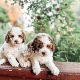 Cavapoo and Poodle Puppies from Freckle Paw Poodles
