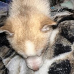 Siberian Husky Puppies from Feazell’s Siberian Huskies