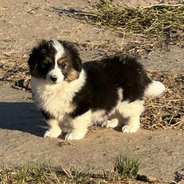 Sunflower - Black and white female American Corgi puppy in Bayard, Nebraska from Puppies by Alies
