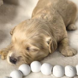 Romeo - Chocolate sable male Havanese puppy in Trinity, Alabama from Tooties Cuties Havanese