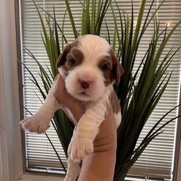 Male 1 - Blenheim male Cavapoo puppy in Sacramento County, California from Sac-Town Poodles and Doodles