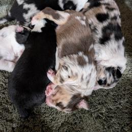 Australian Shepherd Puppies from Blosenski Aussies