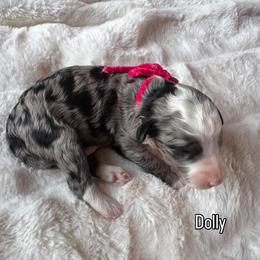 Dolly - Blue merle female Bernedoodle puppy in Horseshoe Bend, Idaho from Over the Moon Poodles and Doodles