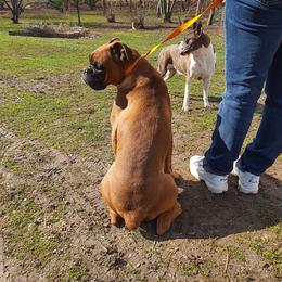 Susie - Boxer