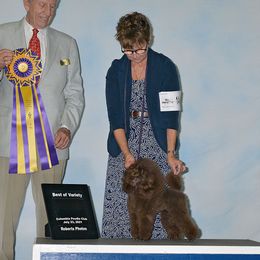 Rosie - Poodle