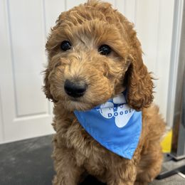 Jasmine - Goldendoodle puppy in Chelan, Washington from North Cascades Doodles