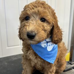 Jasmine - Goldendoodle puppy in Chelan, Washington from North Cascades Doodles