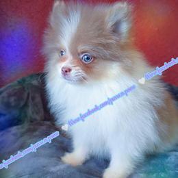 Lavender Tri - Lavender male Pomeranian puppy in Albany, Oregon from Purrs N Poms