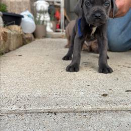Boy 2 - Gray male Cane Corso puppy in Forney, Texas from Dallas Lonestar Bullies
