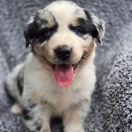 Leo - Blue merle male Australian Shepherd puppy in New Tazewell, Tennessee from D&D Australian Shepherds