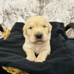 Boy 5 Red Conway - Light golden male Golden Retriever puppy in Angier, North Carolina from Howard's Retrievers