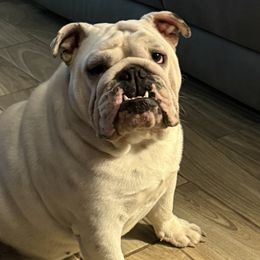 Bulldogs and French Bulldogs from Big Bullies N Texas