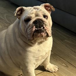 Bulldogs and French Bulldogs from Big Bullies N Texas