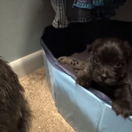 Cairn Terrier Puppies from Cook’s Cairn Terriers