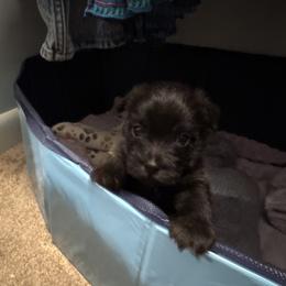 Cairn Terrier Puppies from Cook’s Cairn Terriers