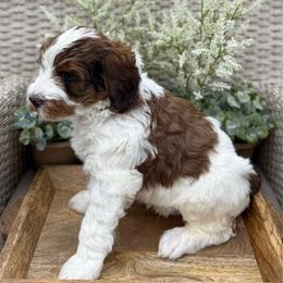 Kosmo - Brown and white male Bernedoodle puppy in Perrysville, Ohio from Pleasant Valley Bernedoodles