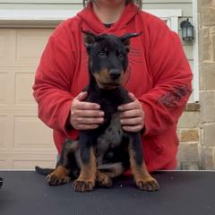 Captain Jack (Blue Collar) - Harlequin male Beauceron puppy in Waller, Texas from Côté Obscur